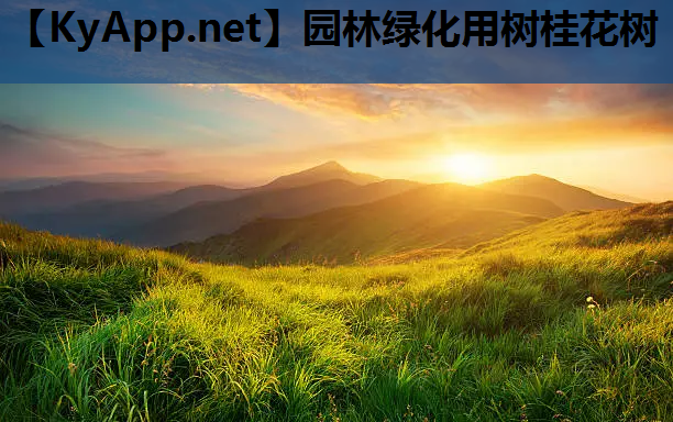园林绿化用树桂花树